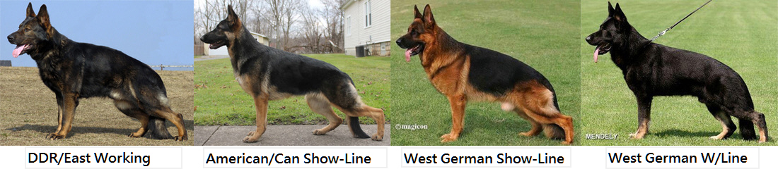 west german working line german shepherd breeders